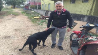 Sürücü köpeğin üzerinden geçti: O anlar kamerada
