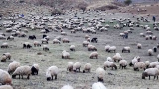 Sürülerin kışlaklara zorlu yolculuğu