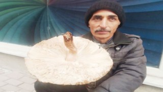 Tavşanlıda mantar satışları başladı