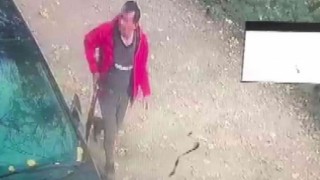 Tavuklarına saldırdığı gerekçesiyle sokak köpeğine ateş açtı