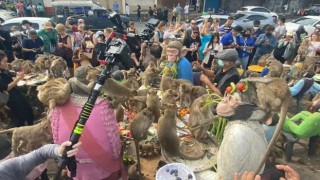 Taylandda Maymun Festivali düzenlendi