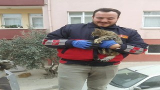 Telefon direğinde mahsur kalan kedi kurtarıldı