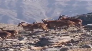 Terör örgütünden temizlenen dağlar dağ keçilerinin mekanı oldu