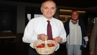 Tesiste yetişen çilekler hasat edildi