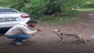 Tilkiye kraker yediren vatandaşın gülümseten anları