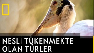Tivibu Kasımda özel yapımları izleyiciyle buluşturuyor