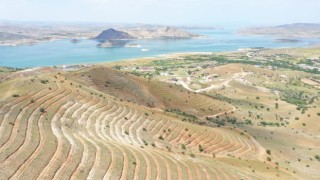 Tuncelide 56 bin fidan toprakla buluştu