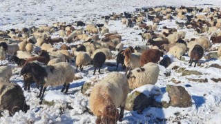 Türkiyenin en yüksek rakımlı köyüne mevsimin ilk karı yağdı