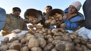 Türkiyenin patates ihtiyacının yüzde 9unu Ahlat karşılıyor