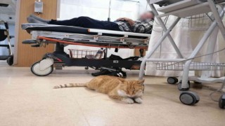 Üşüyen kedi geceyi hastanenin acilinde geçirdi