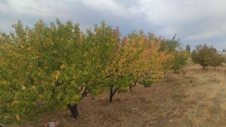 Vanda sonbahar güzelliği