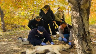 Veteriner ekiplerinden uygulamalı ders