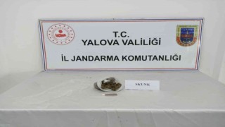 Yalovada jandarmadan uyuşturucu operasyonları: 6 gözaltı