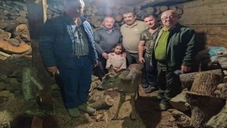 Yaralı halde bulunan karaca, tedavi altına alındı