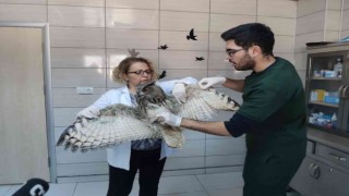 Yaralı puhular artık güven altında