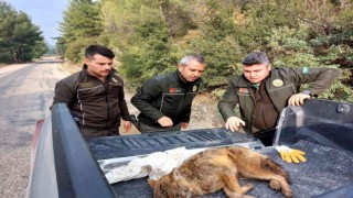 Yaralı tilkiyi Orman İşletme Müdürlüğü ekipleri kurtardı