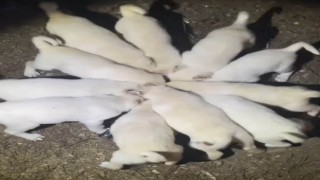 Yavru akbaşların aynı kap içerisinden mama yediği anlar görenleri gülümsetti