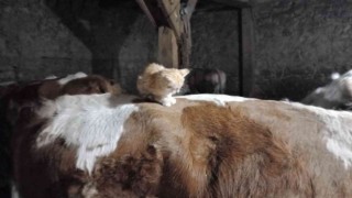 Yavru kedi uyumak için ineklerin sırtını tercih ediyor
