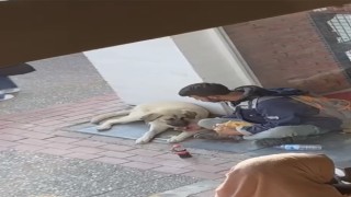 Yemeğini sokak köpeği ile paylaştı, sosyal medyada viral oldu