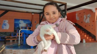 Yerli ve yabancı turistlerden Van kedilerine ilgi