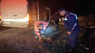 Yol kenarında yaralı halde bulunan hayvanlara jandarma şefkati