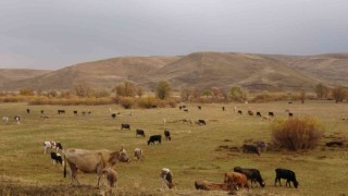 Yüksekovanın Cilo dağları beyaza bürünürken, ova ise sonbahar güzelliğini yaşıyor