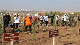 Yüzde 24ü ormanlık olan Diyarbakıra 4 bin yeni fidan