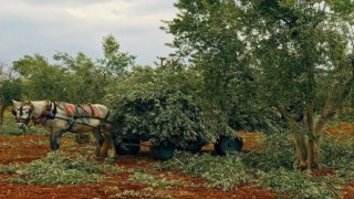 Zeytin dalları fırınlar ile sobalarda yakalıyor