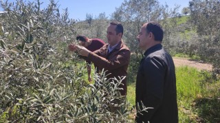 Zeytin hasat edildikten 24 saat içerisinde yağı çıkarılmalı