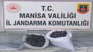 Zeytin hırsızlığı şüphelisini kamera kayıtları yakalattı