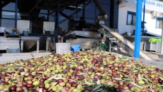 Zeytin sezonu ile birlikte yağhanelerde de yoğunluk başladı