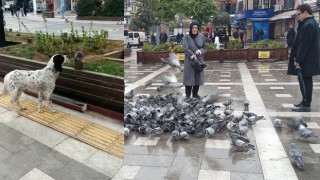 Zonguldak'ta Köpek hasta güvercinin başında bekledi