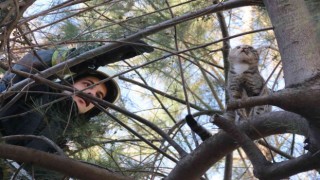 10 metrelik çam ağacında mahsur kalan kedi, ekiplere zor anlar yaşattı