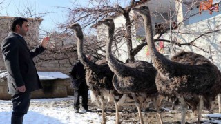 45 günlükken aldığı deve kuşlarına evlatları gibi bakıyor