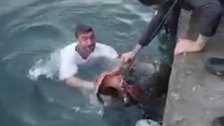 6 kiloluk ahtapotu denize atlayıp eliyle yakaladı