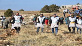 70 bin kilogram sedir tohumu toprakla buluştu