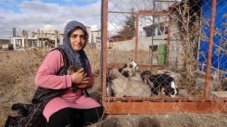 80e yakın sokak hayvanına gönüllü bakıyor