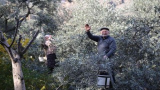 80i aşan yaşlarına rağmen ağaçların tepesine çıkarak zeytin hasadı yapıyorlar