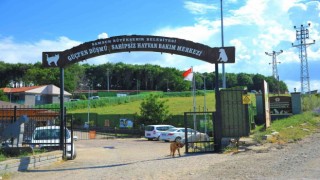 9 bin 500 sokak hayvanı tedavi edildi