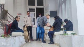 Adalarda evcil hayvanlara çip taktırma yoğunluğu