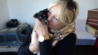 Alkollü şahıs tarafından ısırılıp yumruklanan yavru köpek Almanya yolcusu