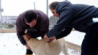Anadolu aslanları çiplendi