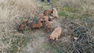 Anneleri kaybolunca 8 yavru köpek ortada kaldı