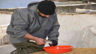 Antalyada alabalık üretimi için sağım işlemi başladı
