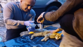 Araç çarpan kedi yaralandı