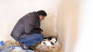 Ardahan Belediyesi sokak hayvanlarını unutmuyor
