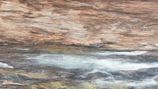 Artvinde nesli tükenmekte olan su samuru ailesi görüntülendi