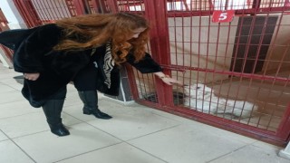 Avukatlar hayvan barınağında