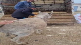 Ayakları sakat doğan sıpa, tedavisi için 800 kilometre uzağa gönderildi