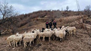 Aydın Köşkte kaybolan 50 koyun, İzmir Ödemişte bulundu
